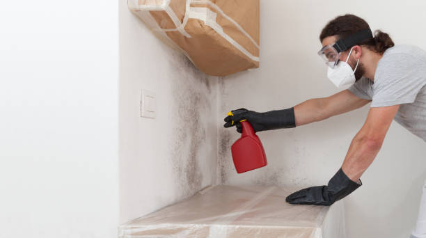 Professional Attic Mold Remediation technician working in Greenville, FL