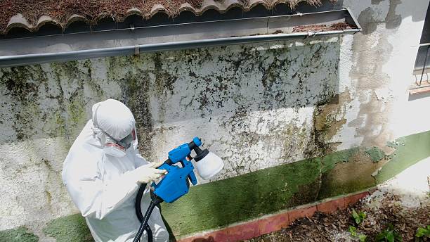 Top rated local Attic Mold Remediation specialists in Greenville, FL